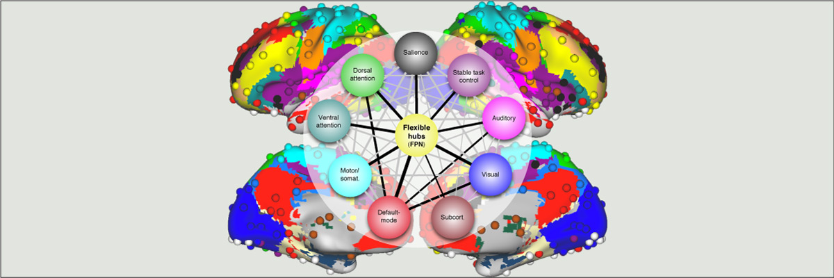 Cole, et al. (2013); Nature Neuroscience